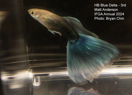 guppy hb blue